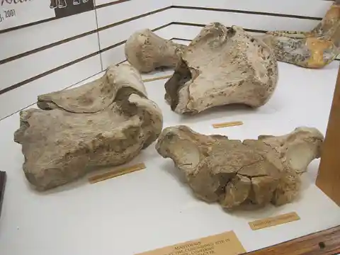 Mastodon Bones