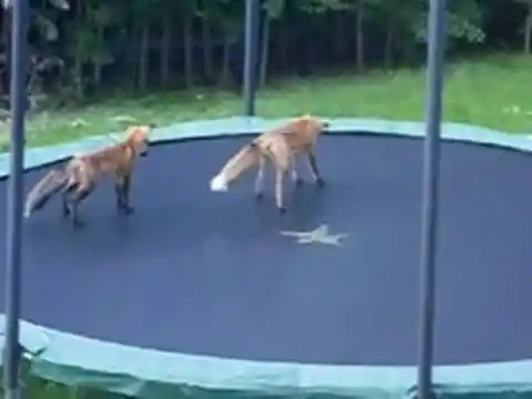 Foxes Enjoying a Trampoline