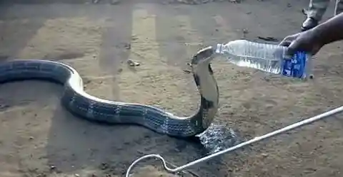 2. Thirsty Cobra