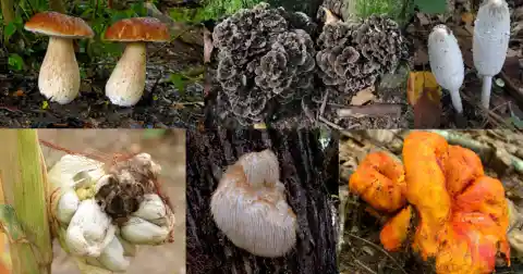 Mushrooms: Versatile Ingredient