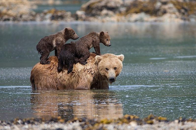 Boaters Notice Drowning Bear Cubs, Work Tirelessly To Save Them